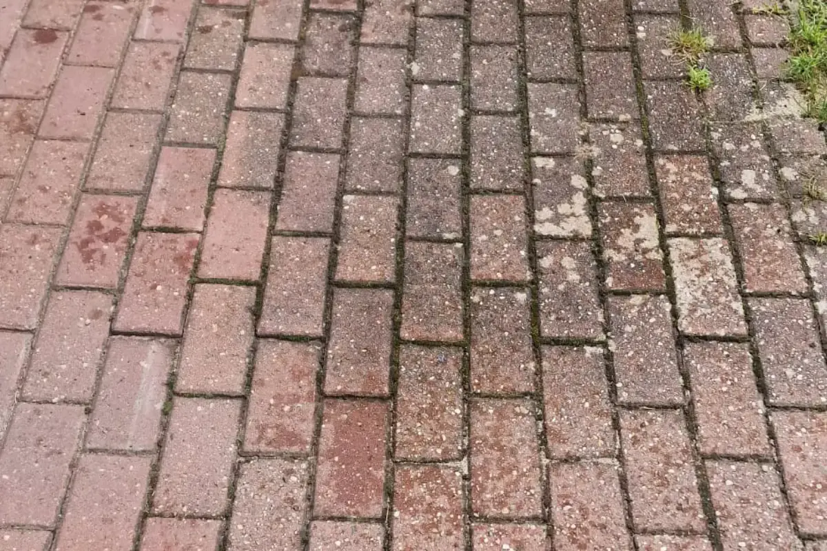 Kostka z mchem w fugach, przed myciem