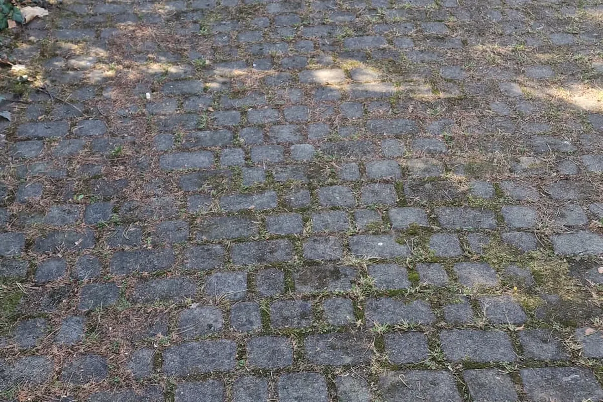 Tak wygląda alejka, gdy chwasty zdążą się rozgościć