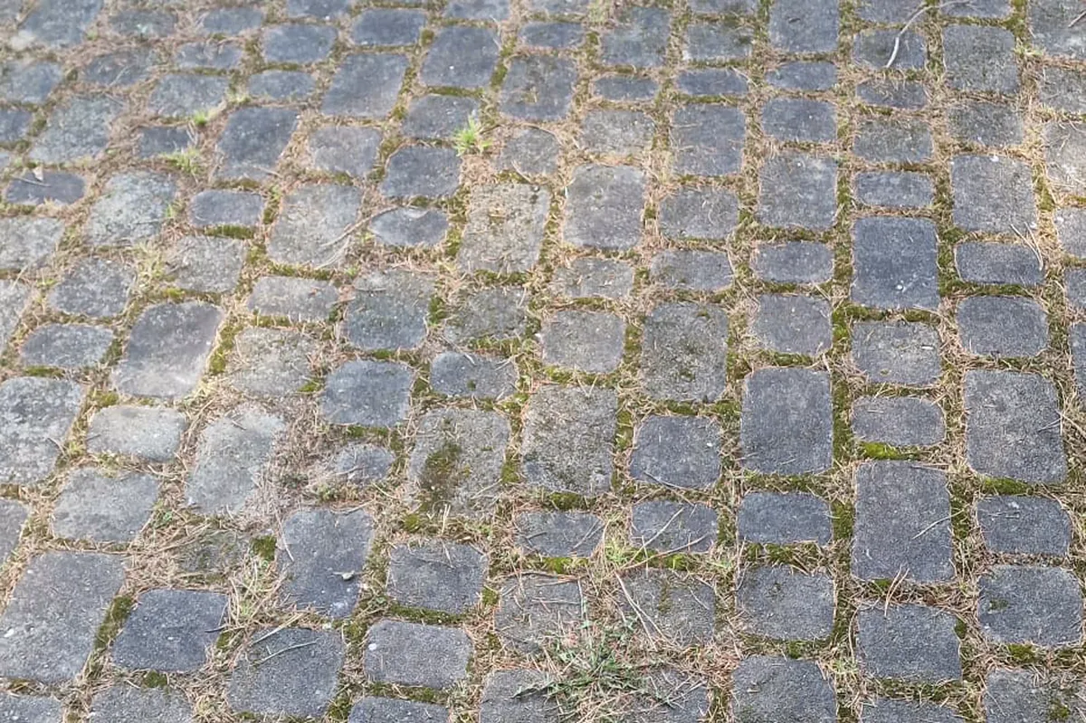Podjazd zarośnięty mchem i trawą