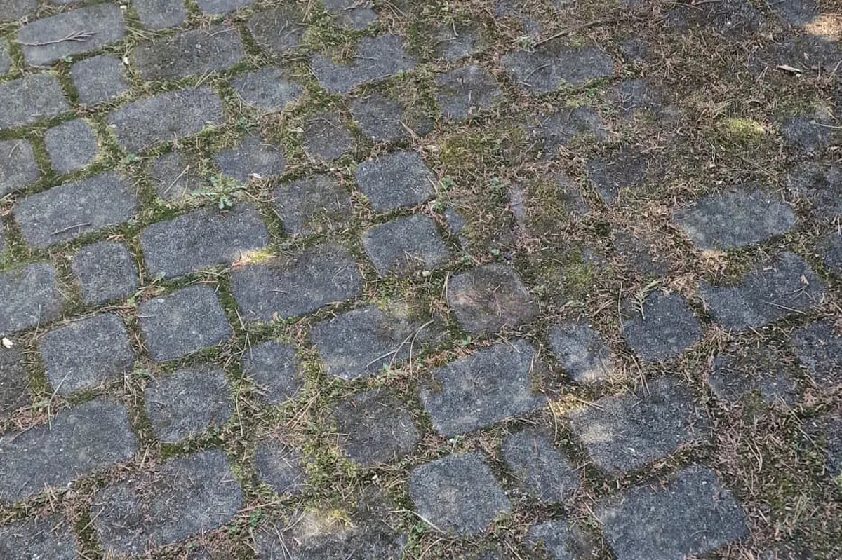 Fugi zarośnięte na całej szerokości